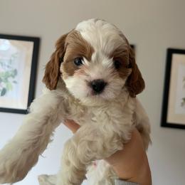 Autumn - Blenheim female Cavapoo puppy in Bloomfield, New York from Campbell Cavapoos