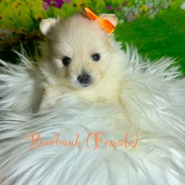 Burbank - Cream female Pomeranian puppy in Bakersfield, Santa Clarita, California from LT_Poms