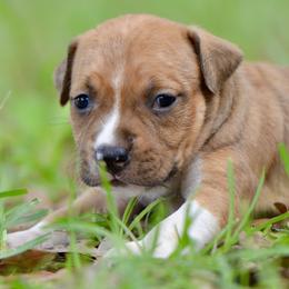 Girl 3 - Red female American Staffordshire Terrier puppy in St. Augustine, Florida from LBK & Ancient City