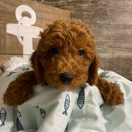 Bentley - Red  male Poodle puppy in Osseo, Michigan from Paws in the Country