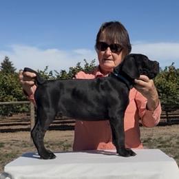 Juco - Black male Cane Corso puppy in Dayton, Oregon from BlackStar Cane Corso