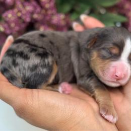 Scooter - Tri-color male Bernedoodle puppy in Yuciapa, California from AlltheDoodlez_