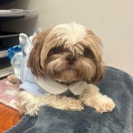 La La - Shih Tzu