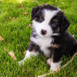 Miniature American Shepherd and Miniature Australian Shepherd Puppies from Bellewynd Acres