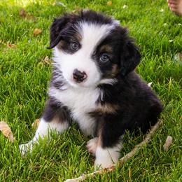 Miniature American Shepherd and Miniature Australian Shepherd Puppies from Bellewynd Acres