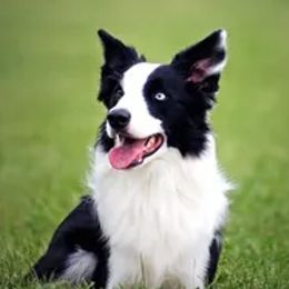 Border Collies, Sporty Mixes, Staffordshire Bull Terriers, and Whippets from Painted Stars Farm