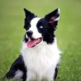 Border Collies, Sporty Mixes, Staffordshire Bull Terriers, and Whippets from Painted Stars Farm