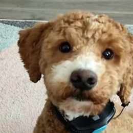 Goldendoodles from Aspen Hills Elite Breeding