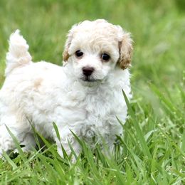 Miniature Australian Shepherd, Poodle, and Toy Australian Shepherd Puppies from Donna’s Aussies & Pink Heart Poodles