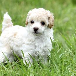 Miniature Australian Shepherd, Poodle, and Toy Australian Shepherd Puppies from Donna’s Aussies & Pink Heart Poodles
