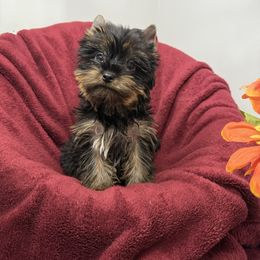 Henry - Black and gold male Yorkshire Terrier puppy in Daleville, Indiana from Monarch Yorkshire Terriers
