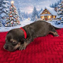 Nicholas - Cream male Dachshund puppy in Pryor, Oklahoma from Mighty Paws Manor
