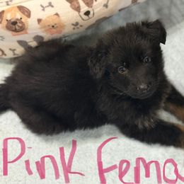 Ms. Pink black and tan plush coat - Black and tan female German Shepherd puppy in Berlin, Wisconsin from Gypsy Miracle Kennels