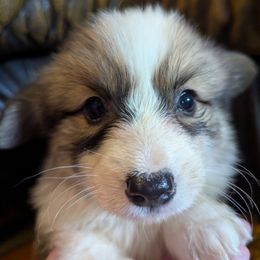 Pembroke Welsh Corgi Puppies from BROCKWAY CREEK CORGI'S