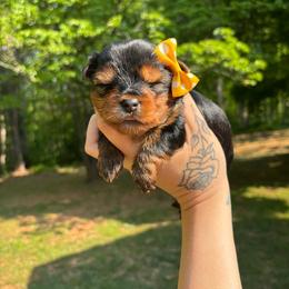 Lady - Black and tan female Yorkshire Terrier puppy in Georgia from Nalley Kennels