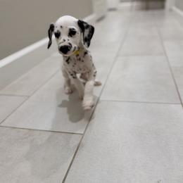 Belle ACA LUA - White and black female Dalmatian puppy in Queen Creek, Arizona from Lala's Polka Dots