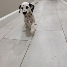 Belle ACA LUA - White and black female Dalmatian puppy in Queen Creek, Arizona from Lala's Polka Dots