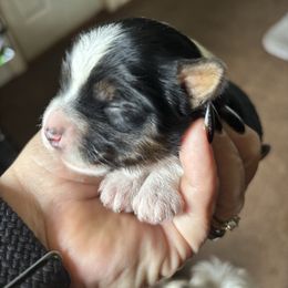 Girl 4 - Parti female Yorkshire Terrier puppy in Cocoa, Florida from SummerTime AKC Yorkies