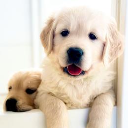 Pick2 - Light golden male Golden Retriever puppy in Deer Lodge, Tennessee from SelahGold