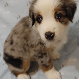 Australian Shepherd Puppies from Craig Creek Aussies