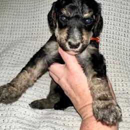 Creed - Phantom male Poodle puppy in Travelers Rest, South Carolina from Cotton Top