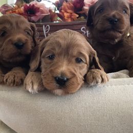 Australian Labradoodle Puppies from Wild Daisy Labradoodles
