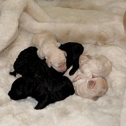 Poodle puppies from Aura & Luxe Poodles