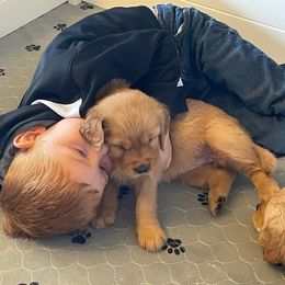 Golden Retriever Puppies from Elevation Retrievers