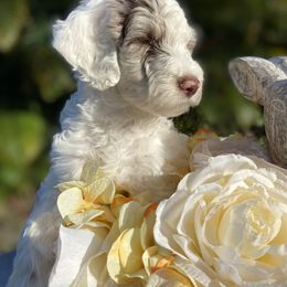 Aussiedoodle and Goldendoodle Puppies from Cuddly Doodles