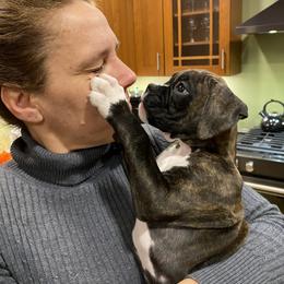 Boxer Puppies from Fineview Boxers