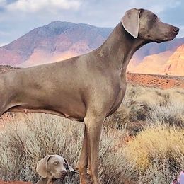 Weimaraners from Fellowship Weimaraners