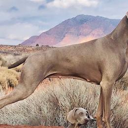 Weimaraners from Fellowship Weimaraners