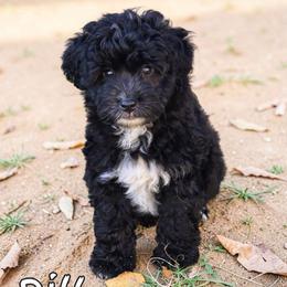 Dill - Black and white male Aussiedoodle puppy in Lebanon, Oregon from Abbott Family Farm