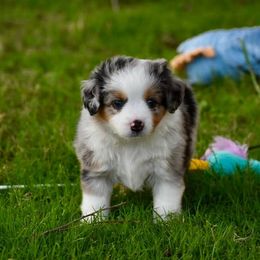 Toby - Blue merle male Toy Australian Shepherd puppy in Powell Butte, Oregon from Willow Lane Ranch