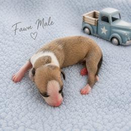 Boy 1 - Fawn male Whippet puppy in Kalamazoo, Michigan from Clarriott Whippets & Cavapoos