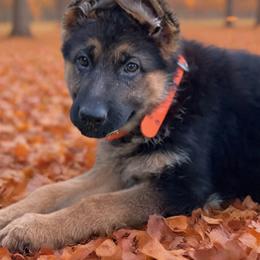 Grey - Black and red female German Shepherd puppy in Sacramento, California from Von Blackwolf German Shepherds