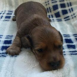 AKC Shaded Red Male - Red male Dachshund puppy in Sumrall, Mississippi from JP’s Dachshunds