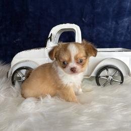 Colby - Chocolate sabled fawn male Chihuahua puppy in Gloucester, Virginia from Charlotte's Web of Chihuahuas