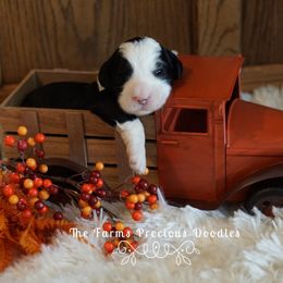 Goldendoodle and Sheepadoodle Puppies from The Farms Precious Doodles