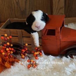 Goldendoodle and Sheepadoodle Puppies from The Farms Precious Doodles