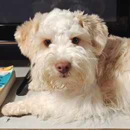 LazyBone - Miniature Schnauzer