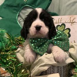 BlueBeard - Black and white male English Springer Spaniel puppy in Cookeville, Tennessee from AVE Springer Spaniels