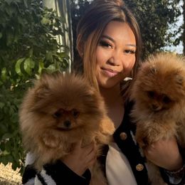 Pomeranians and Poodles from Poodles & Pomeranians of Manila