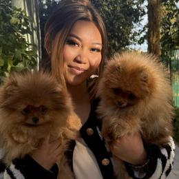 Pomeranians and Poodles from Poodles & Pomeranians of Manila