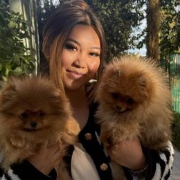 Pomeranians and Poodles from Poodles & Pomeranians of Manila