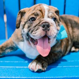 Piper - Fawn brindle and white male Bulldog puppy in Fort Gaines, Georgia from CARRIE FARRELL