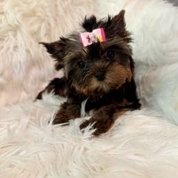 AKC Violet 3850 - Black and tan female Yorkshire Terrier puppy in Brooklet, Georgia from Harrington Yorkies