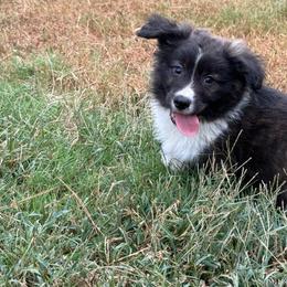 Black collar - Brindle and white male American Corgi puppy in Nashville, Arkansas from Whisenhunt Farms