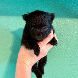 Spring - Black female Pomeranian puppy in Stroud, Oklahoma from Laik’s Little Shihtz & Poms