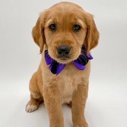 Saturn - Golden female Golden Retriever puppy in Chicago, Illinois from Urbane Retrievers